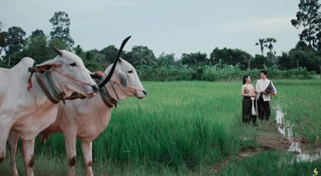 Ide foto di sawah pakai kerbau